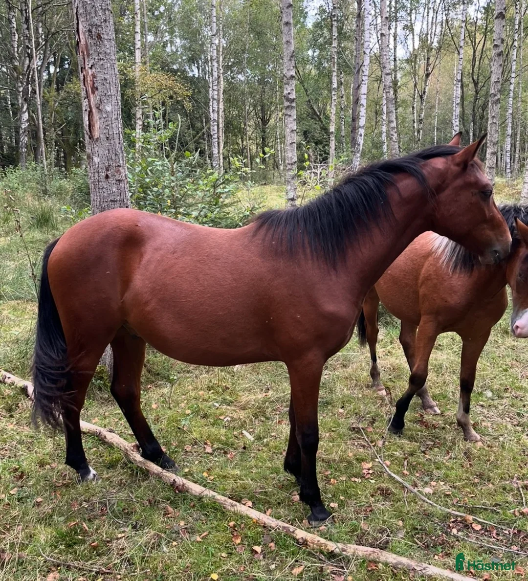 Hoppning hästar till salu: Blivande hopp/dressyr ponny - Annons 2