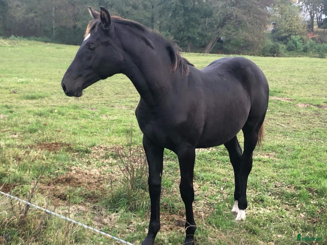 Hoppning hästar till salu: Fin åring med trevlig inställning! i Trekanten - Annons 1