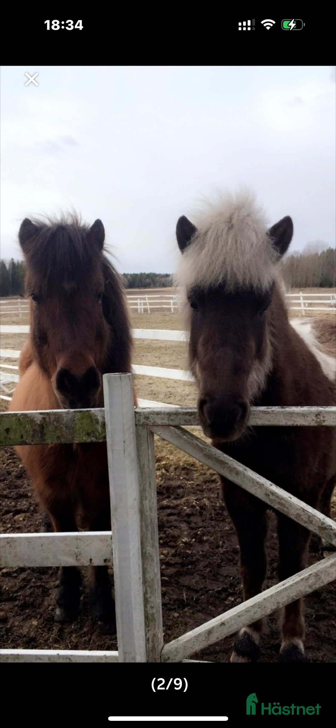  hästar Två Islandshästar foder /säljes i Ärla - Annons 11