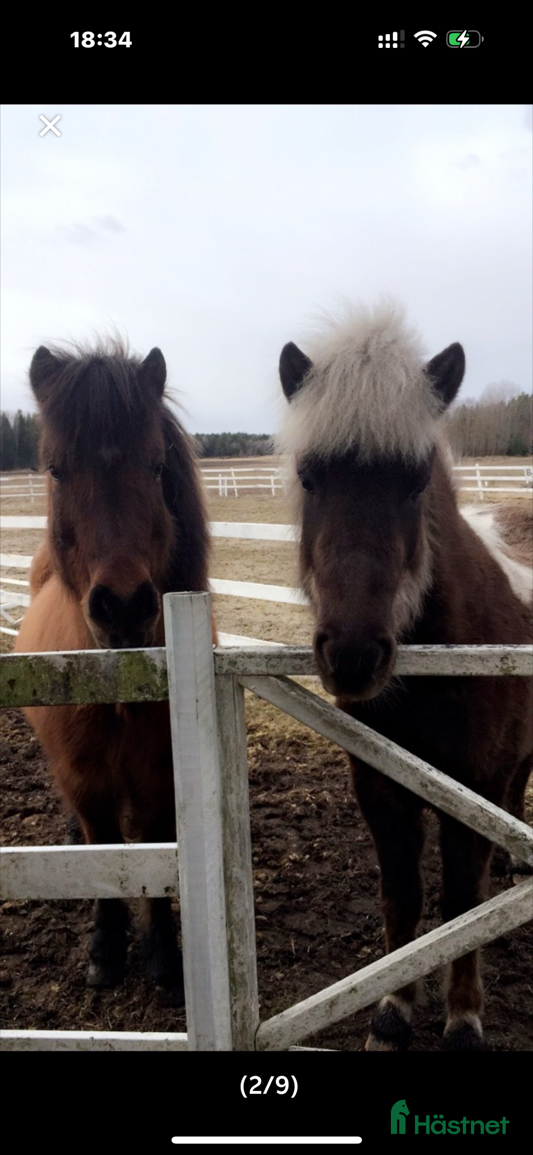 Island hästar till salu: Två Islandshästar foder /säljes i Ärla - Annons 1
