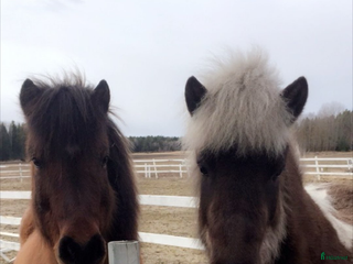 hästar Två Islandshästar foder /säljes i Ärla - Annons 17
