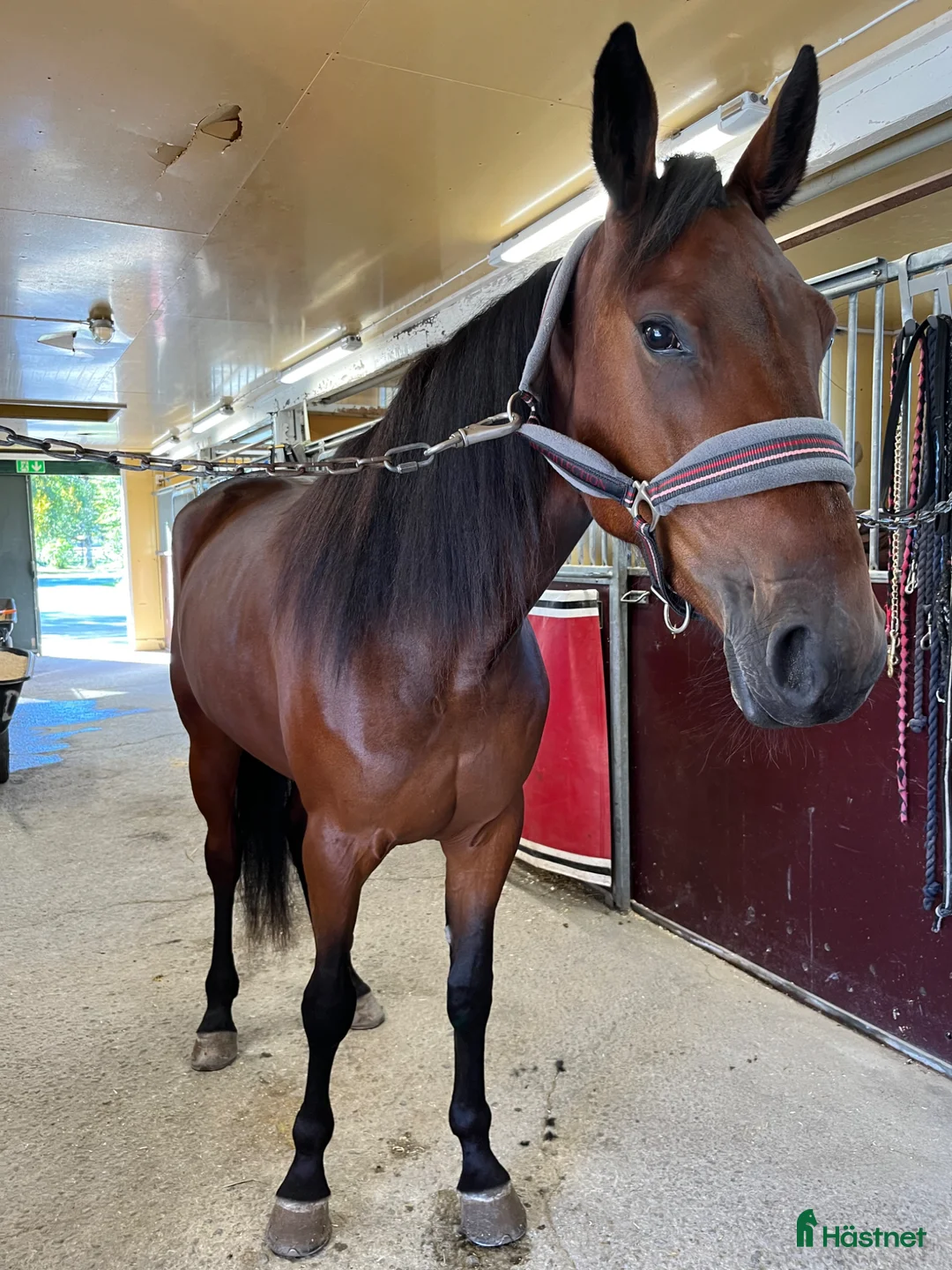 Allround hästar till salu: Trevligt sto söker sin människa i Östersund - Annons 3