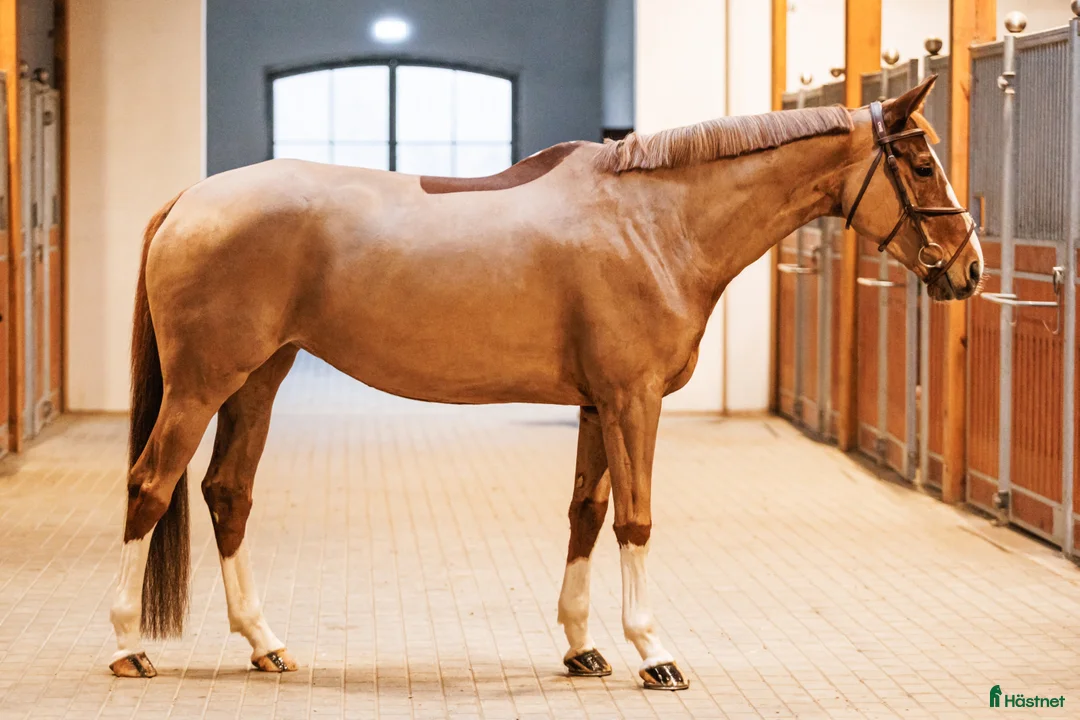 Hoppning hästar till salu: Brave 7 yo mare for jumping - Annons 1