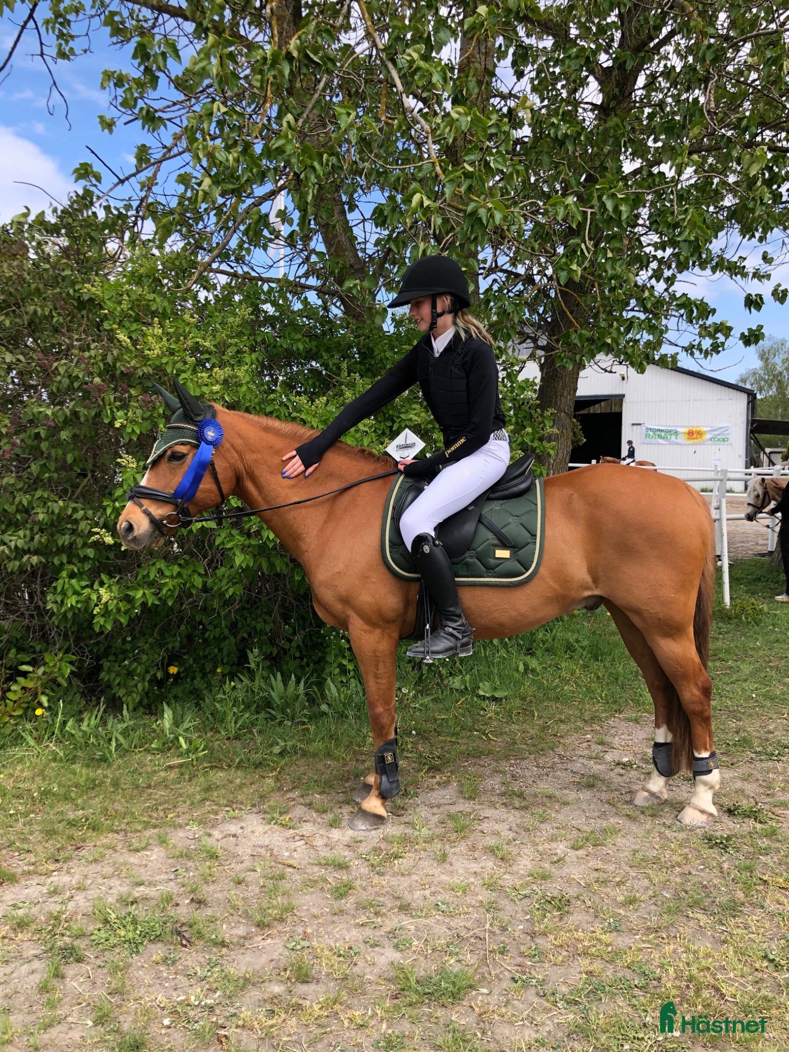  hästar Guldponny till salu - Annons 12