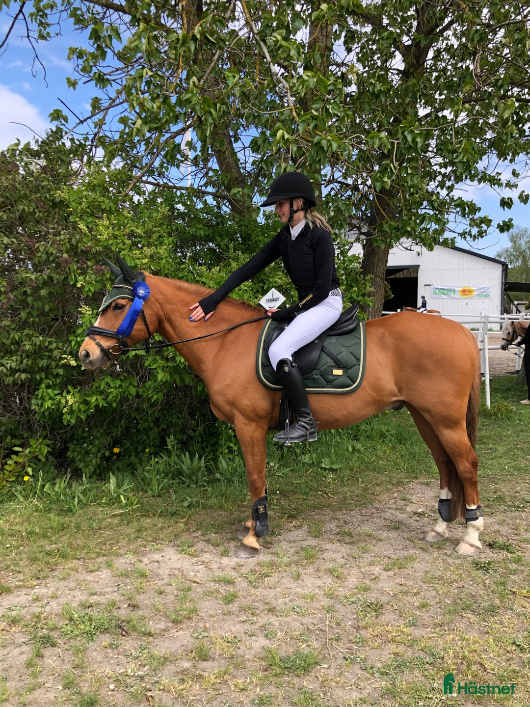 Allround hästar till salu: Guldponny till salu i Vällingby - Annons 1