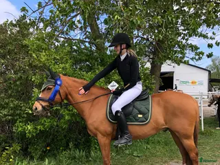 hästar Guldponny till salu - Annons 18