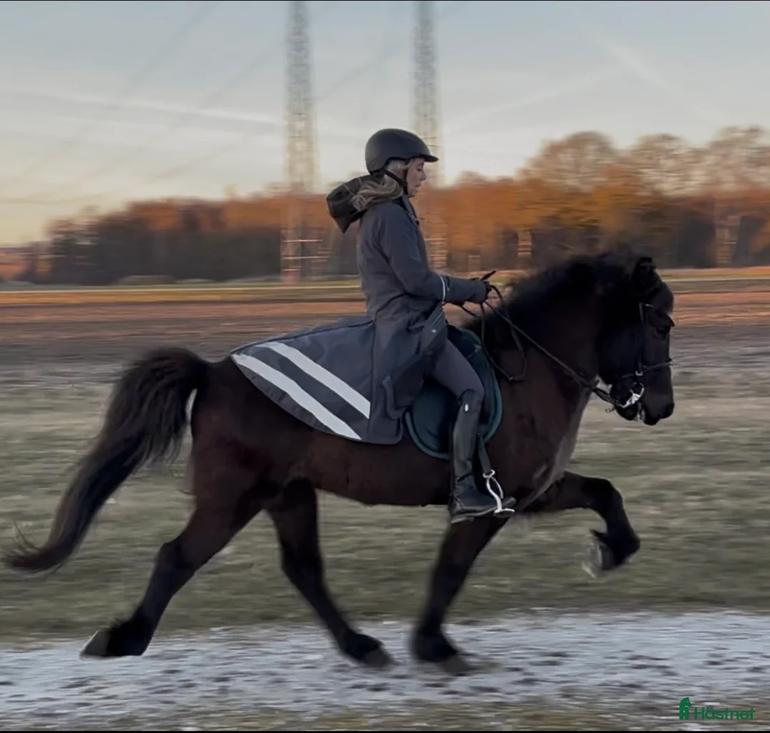 Island hästar till salu: Blakkur från Knutshyttan - Annons 1