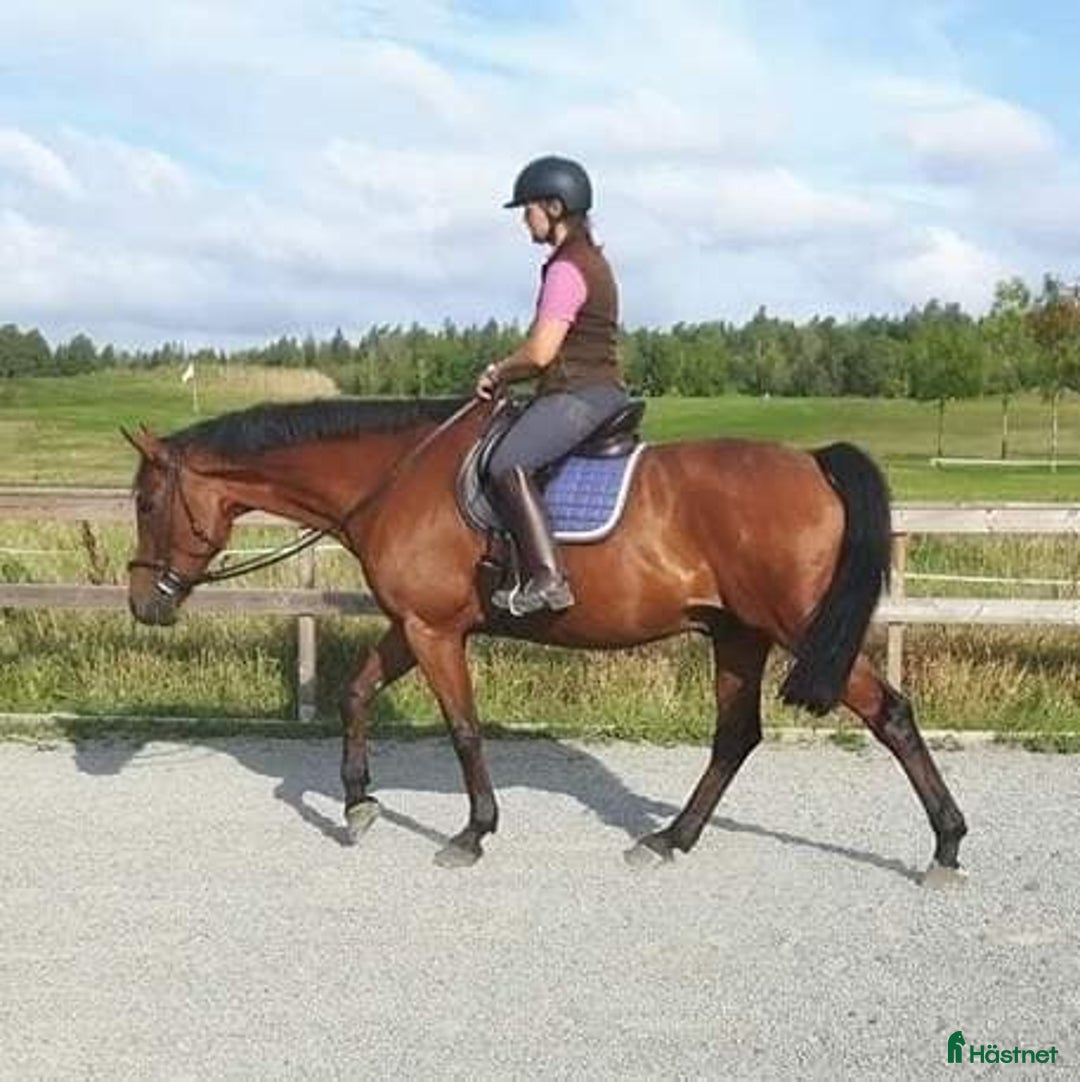  stallplats finnes: Stallplats Box ledig, Ekerö kommun i Skå - Annons 11