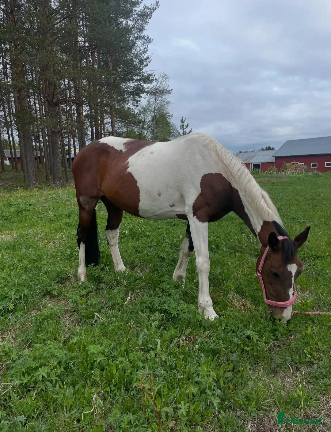 Sällskap hästar till salu: Sällskaps-/promenad-/projektponny - Annons 10