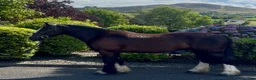 Allround hästar till salu: Very Smart Irish Cob - Annons 5