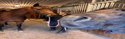  stallplats finnes: Sjövillans gård, stallet vid Mälarens strand! - Annons 2