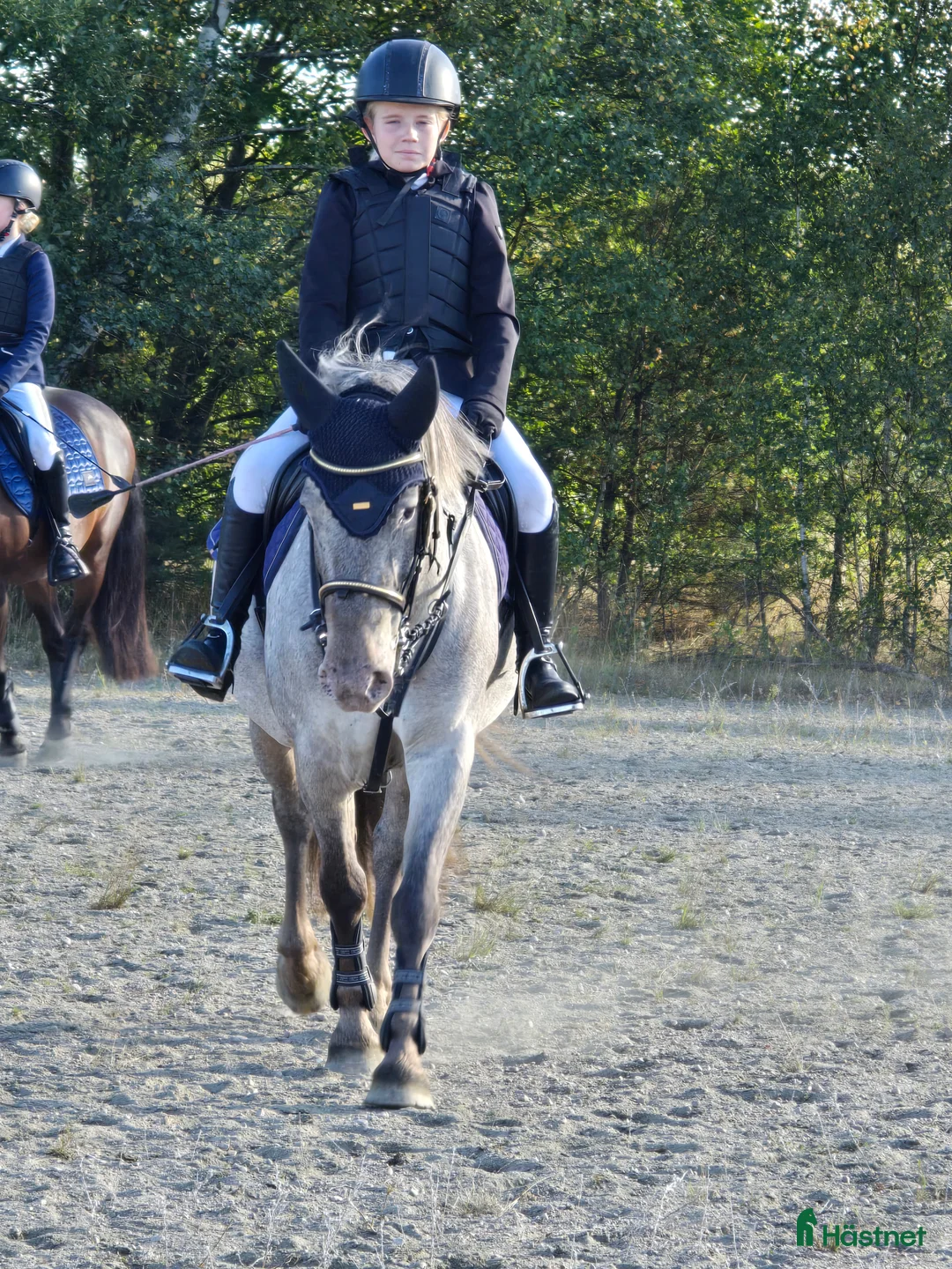 Hoppning hästar till salu: Rolig sportsponny i Vedum - Annons 1