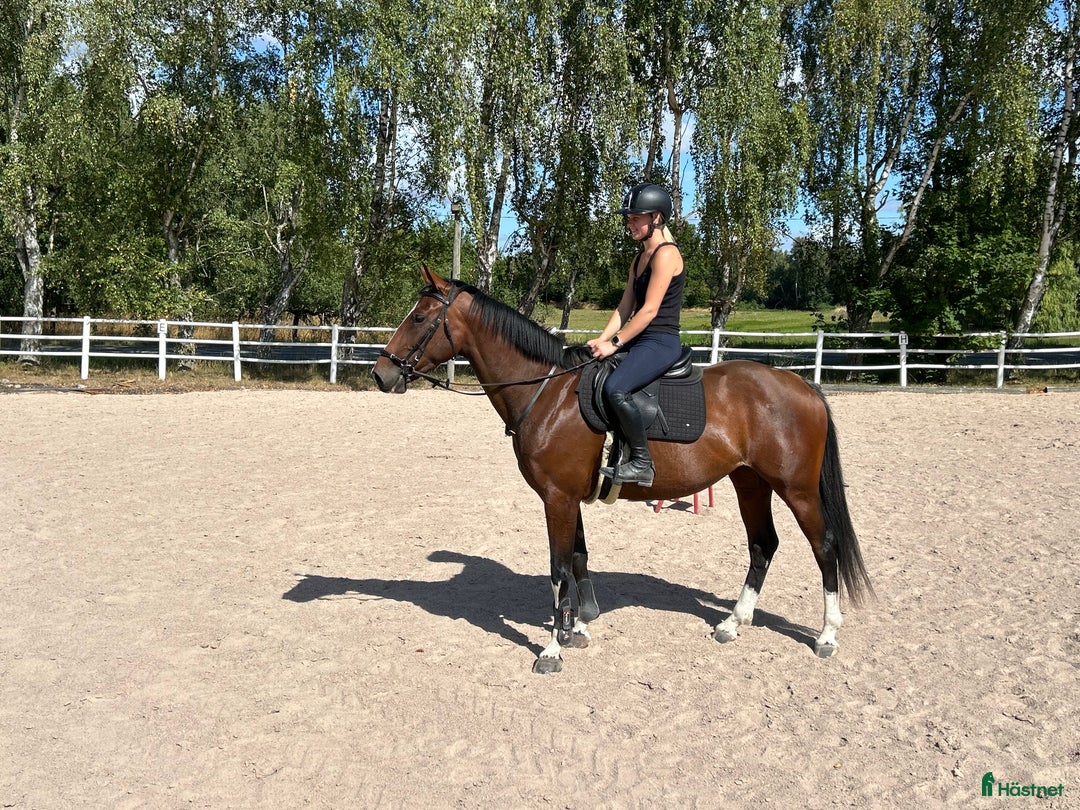 Hoppning hästar till salu: Vacker ungsto men rörelser över medium i Kristianstad - Annons 3