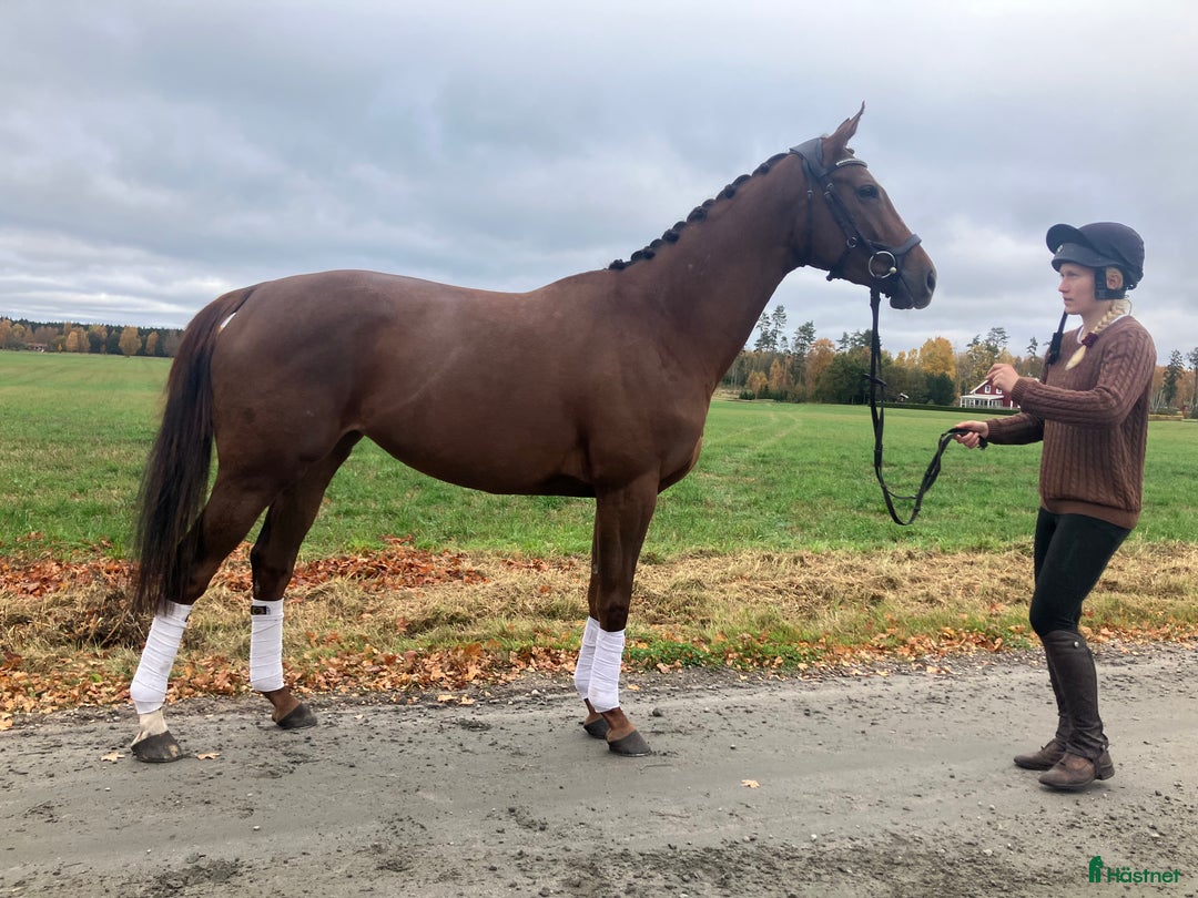 Allround hästar till salu: Fynd  i Skara - Annons 4