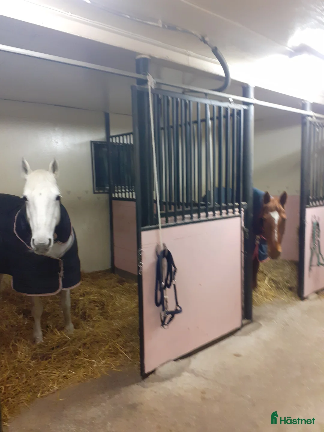 Allround hästar till salu: Hobbyhäst - stor häst I ponnyhöjd - Annons 6