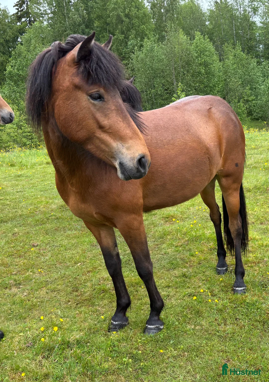 Island hästar till salu: Fint 3-årigt islandssto  - Annons 1