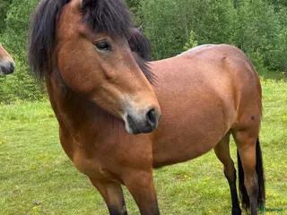 hästar Fint 3-årigt islandssto - Annons 8