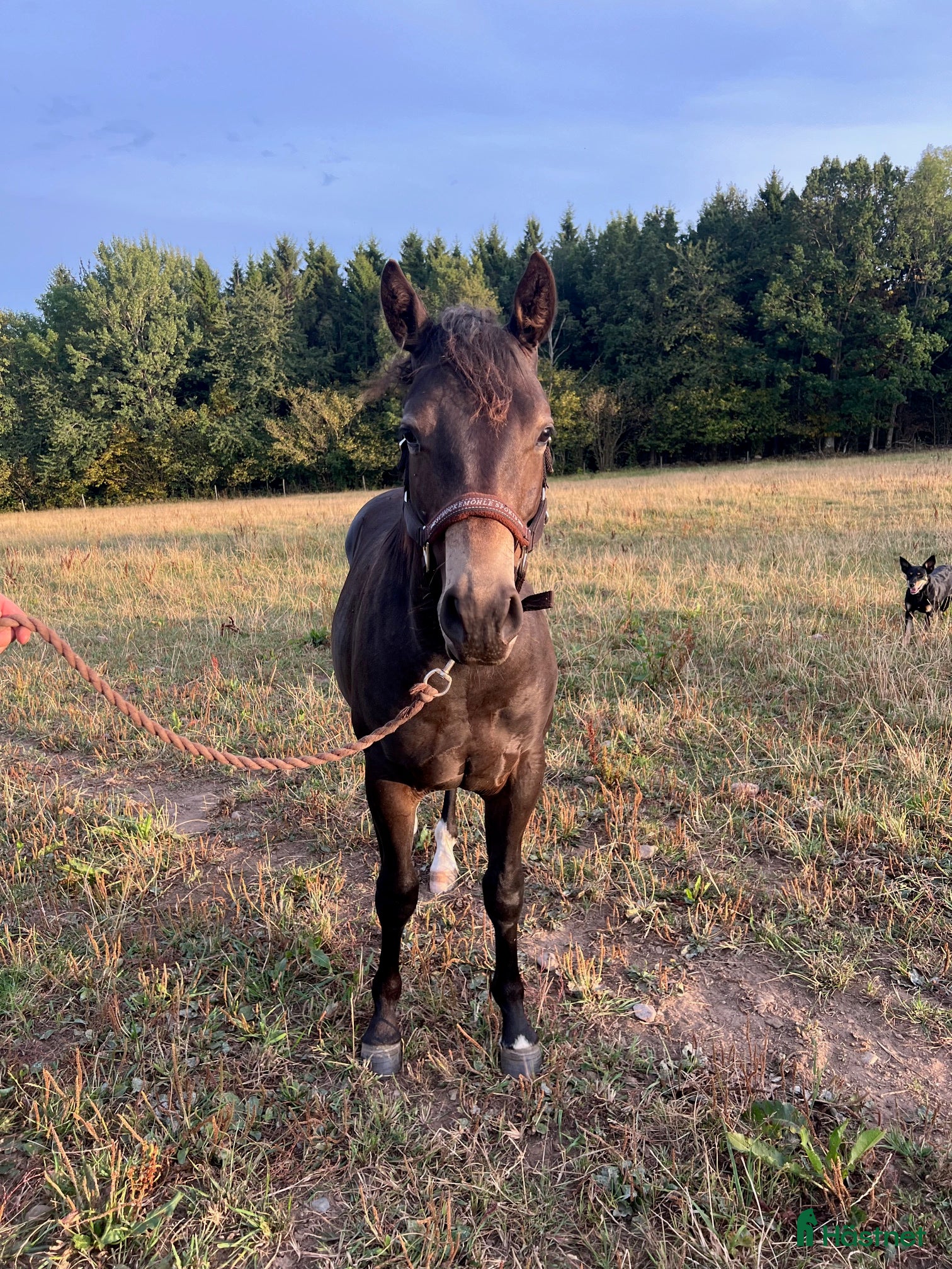  hästar Framtidsämne i Hjo - Annons 20