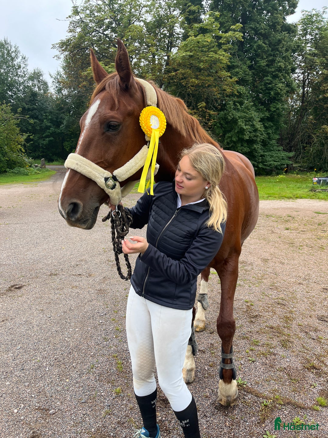 Hoppning hästar till salu: Fint hoppsto i Braås - Annons 4