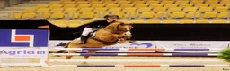 Allround hästar till salu: Super allround pony til salg - Annons 3