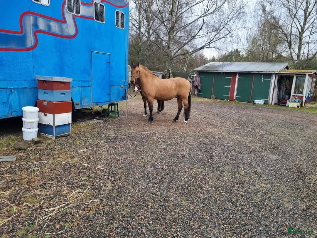  foderhäst finnes: Delfodervärd sökes i Ljungbyhed - Annons 10