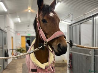 hästar Finstammat sto i Torslanda - Annons 7