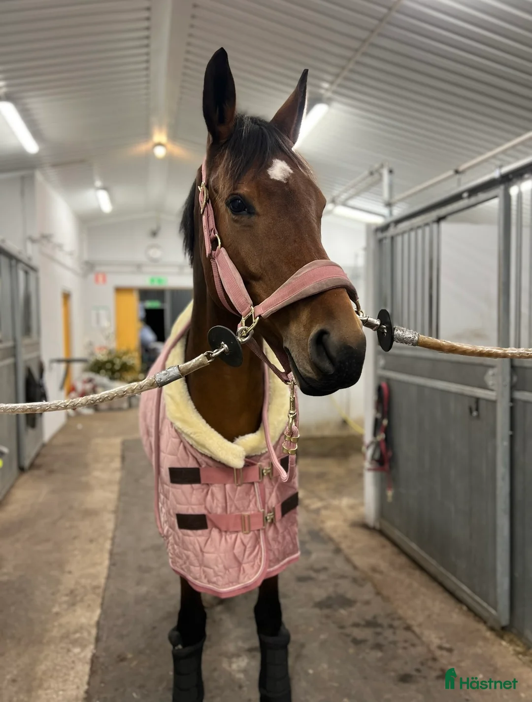 Hoppning hästar till salu: *Reserverad* Finstammat sto - Annons 1