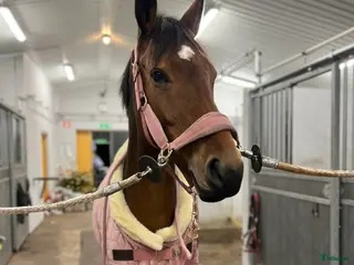 hästar *Reserverad* Finstammat sto - Annons 8