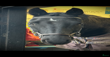  hästar i Fjugesta - Annons 4