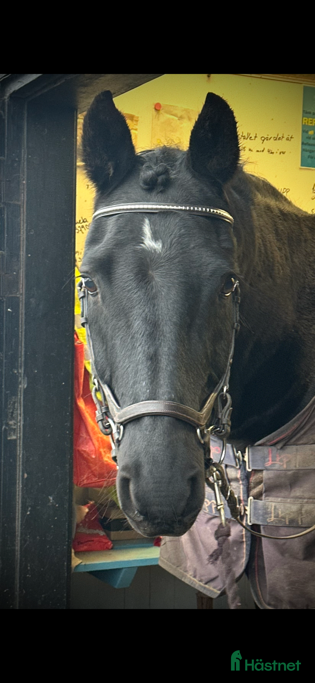 Allround hästar till salu: Bästa hästen ⭐️ i Fjugesta - Annons 2