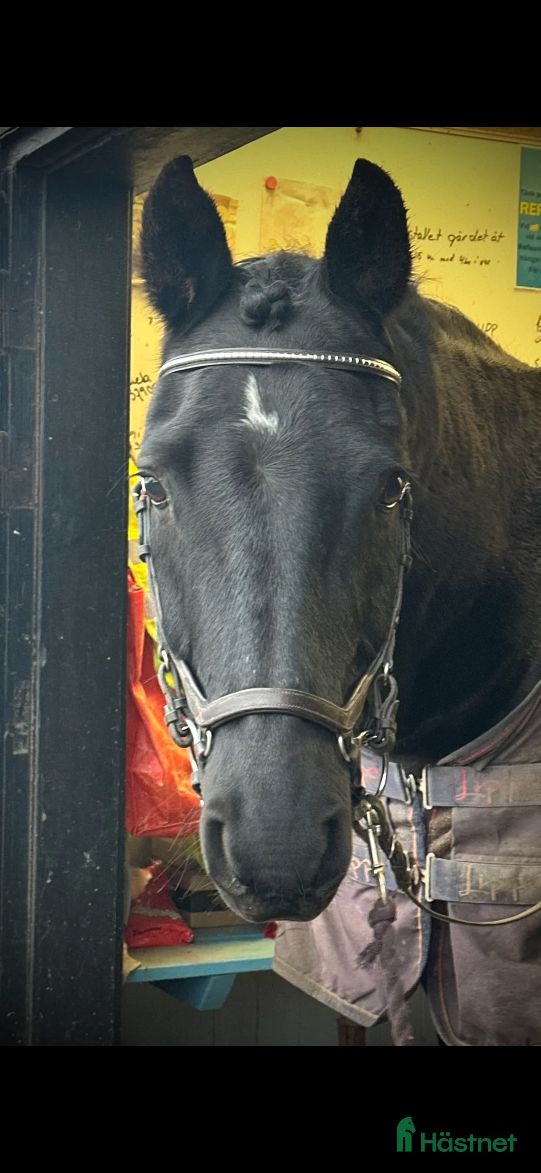 Allround hästar till salu: Bästa hästen ⭐️ i Fjugesta - Annons 2
