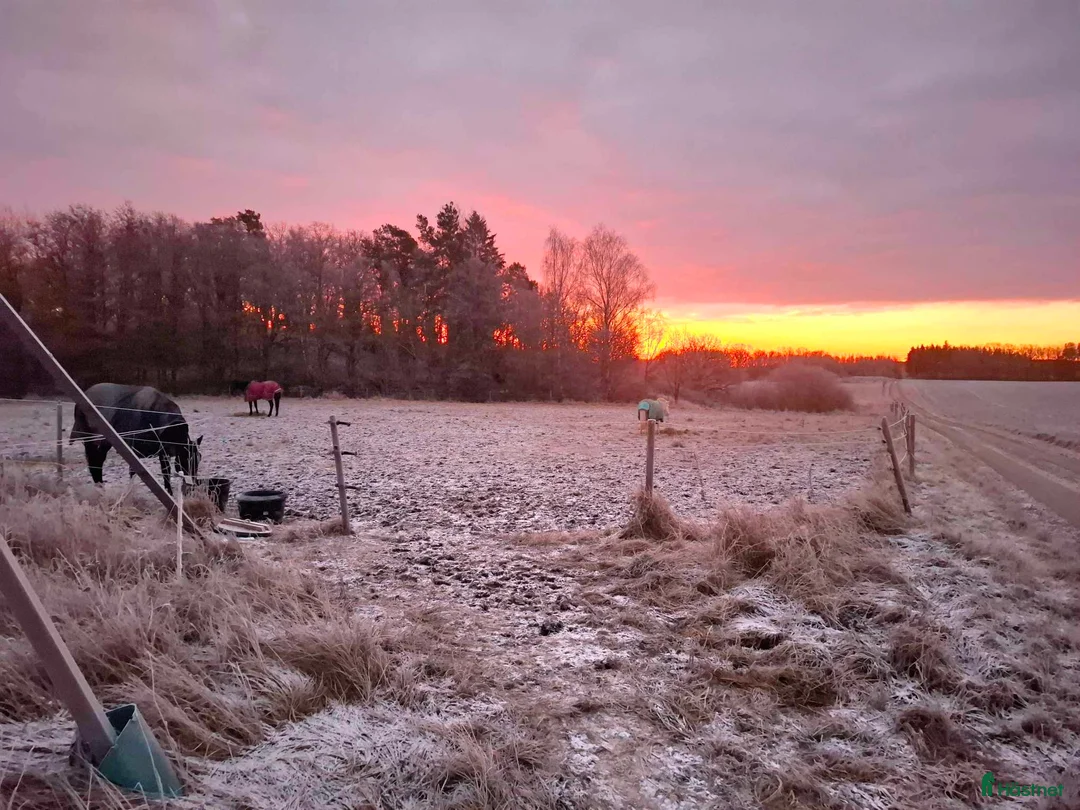  stallplats finnes: Stallplatser i litet mysigt stall i Norrköping i Norrköping - Annons 1