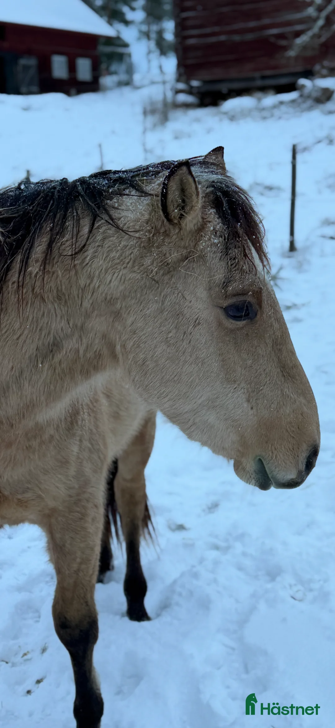 Western hästar till salu: Försiktig kille vill flytta hemifrån  - Annons 6