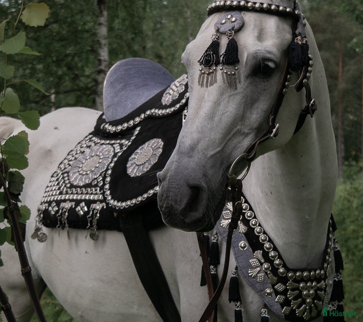 Träns hästutrustning till salu: Träns med tillhörande brösta och sadel i Kälarne - Annons 1