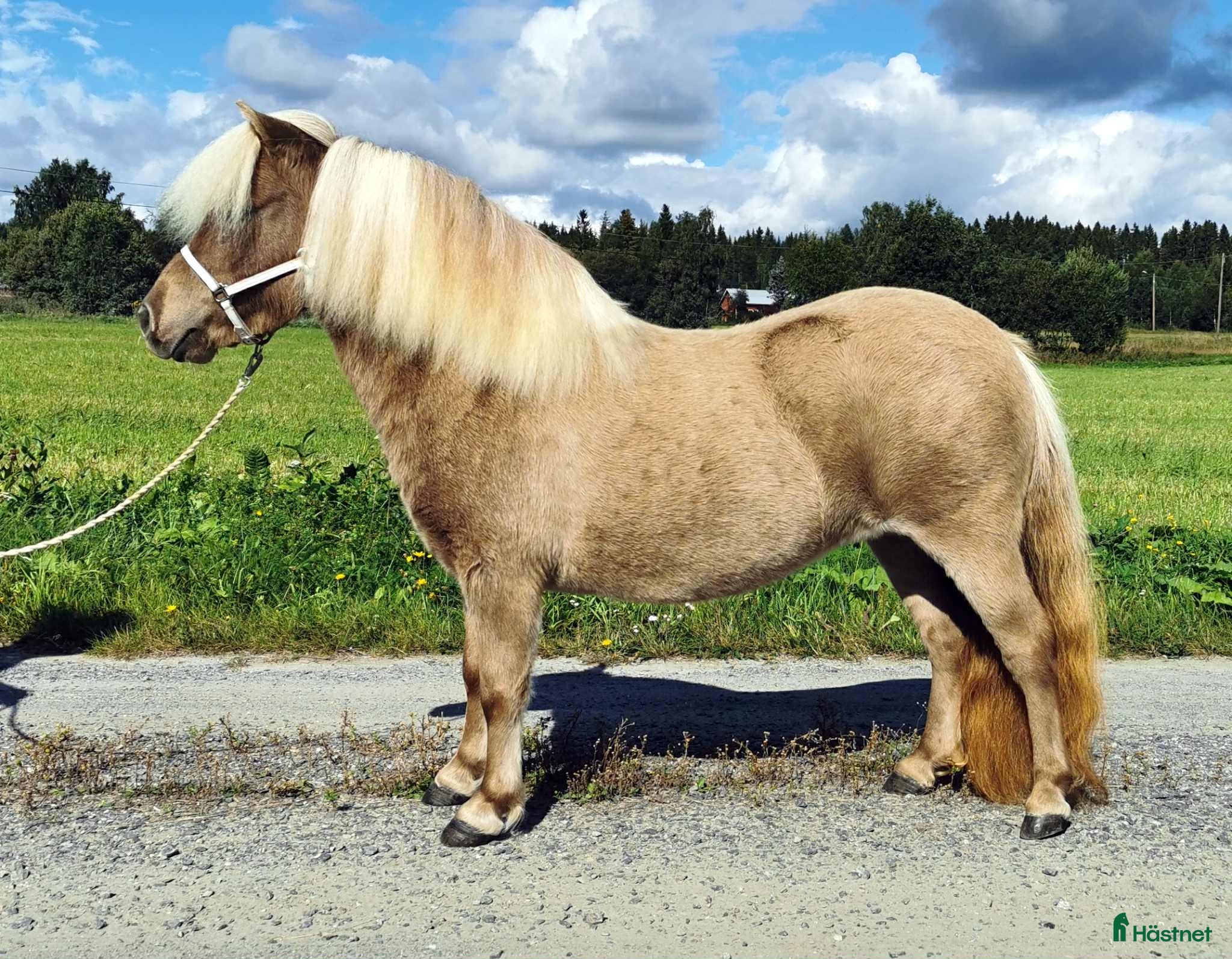  hästar Minishetland avelssto - Annons 1