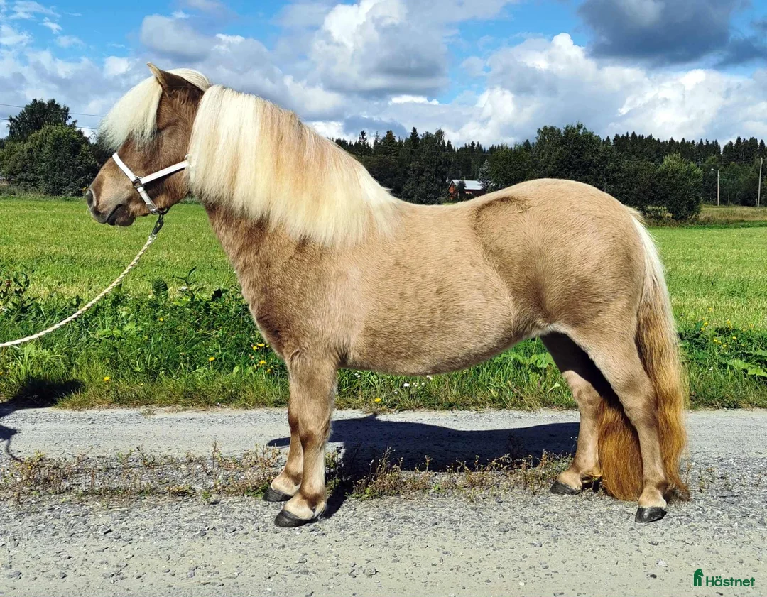 Avelshästar hästar till salu: Minishetland avelssto - Annons 1