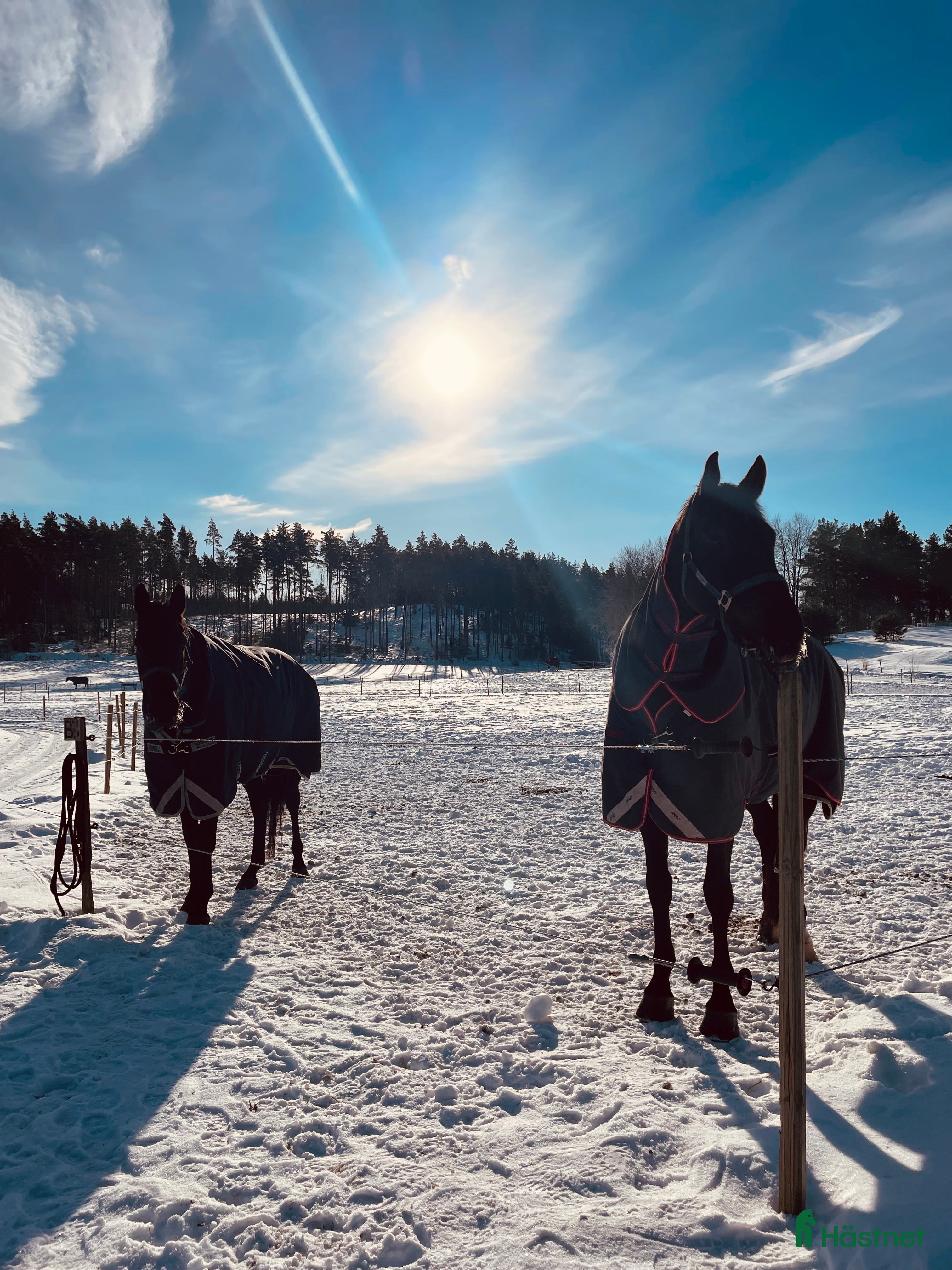  hästjobb Helgpersonal sökes  - Annons 10