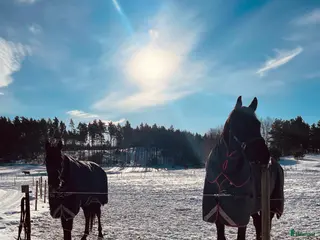 hästjobb Helgpersonal sökes - Annons 10
