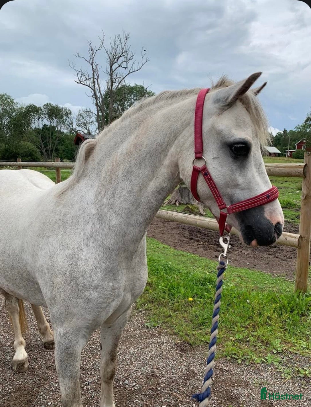  foderhäst Sagoponny - Annons 7