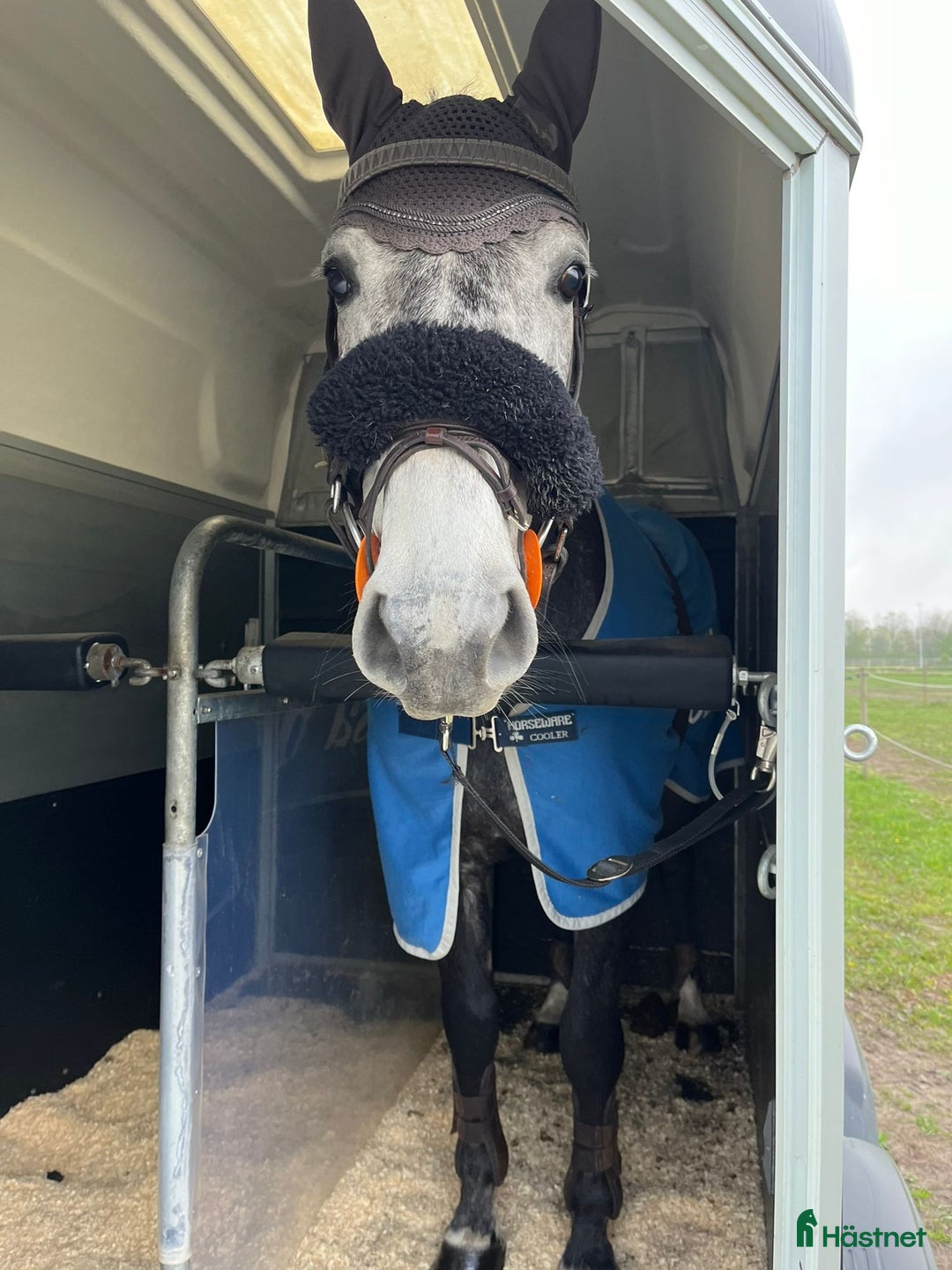 Allround hästar till salu: Allround häst till salu i Löberöd - Annons 2