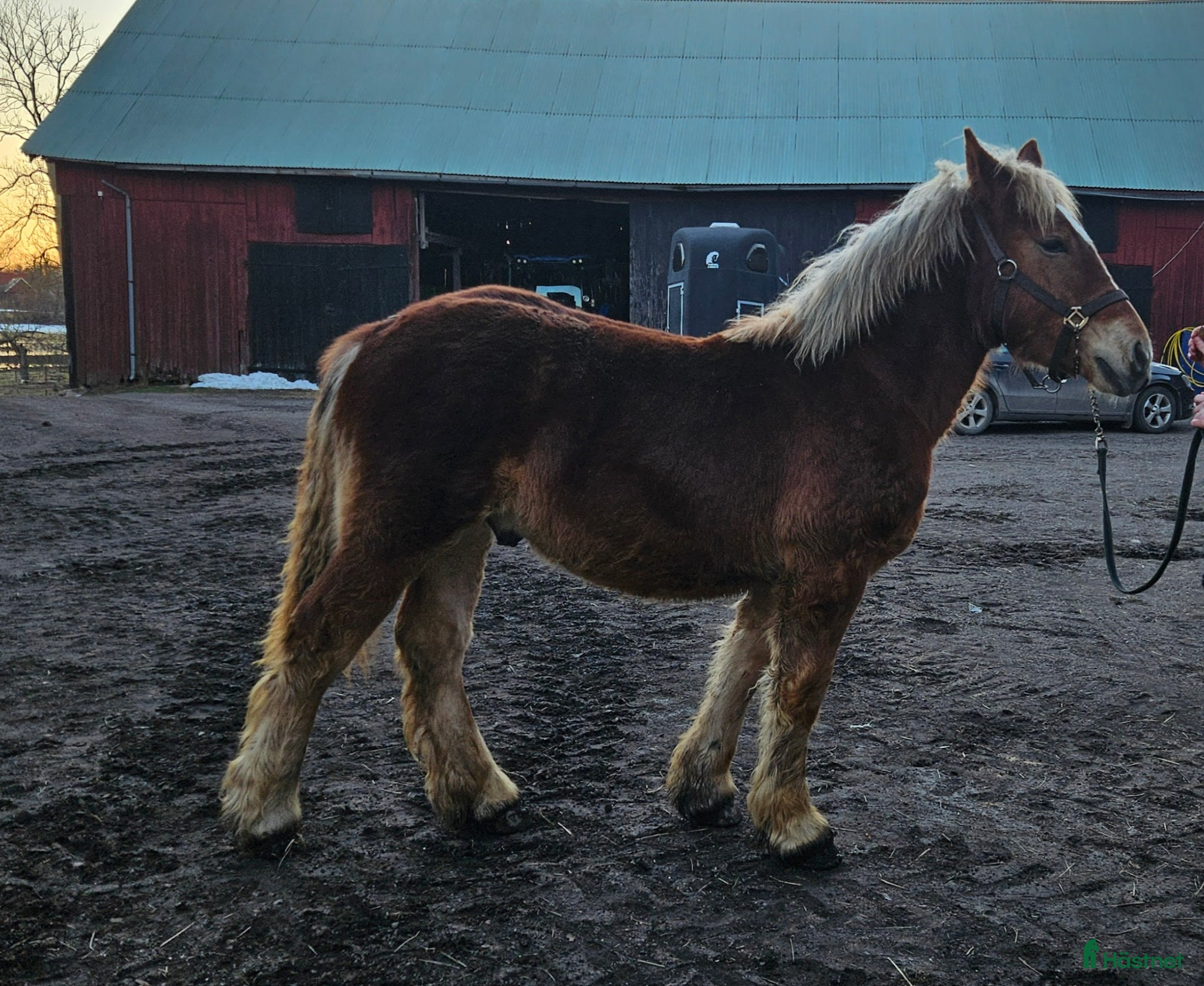  hästar Ardenner 2025 - Annons 2