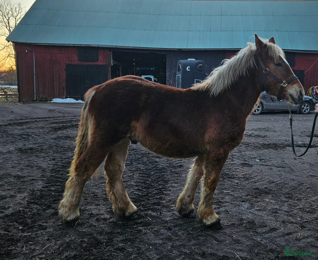 Allround hästar till salu: Ardenner 2025 - Annons 2