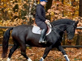 hästar Beautiful 8-Year-Old Silesian Mare i Stockholm - Annons 11