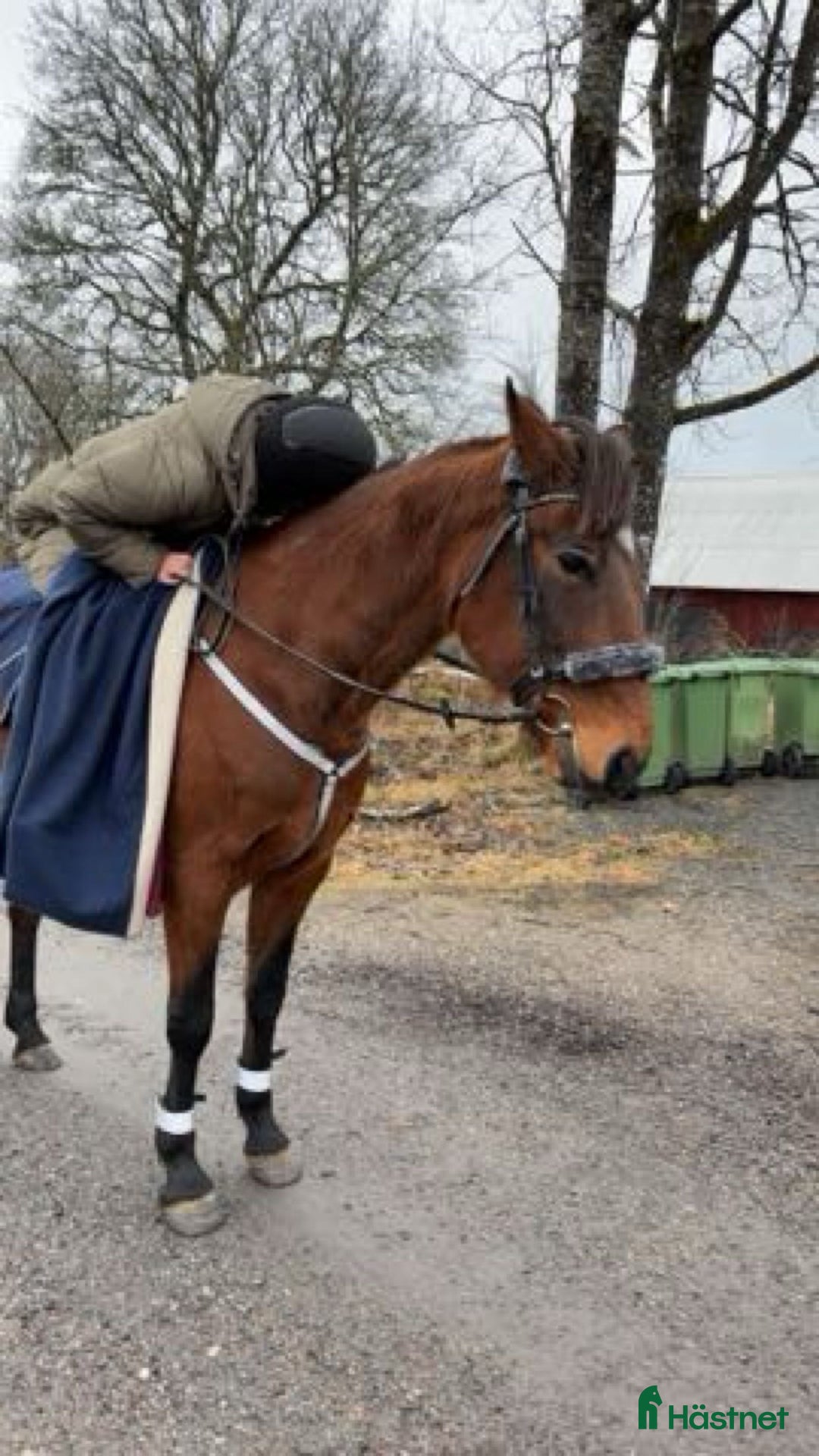 Övrigt hästar till salu: 🌟Intressekoll-inriden travare🌟 i Åsbro - Annons 1