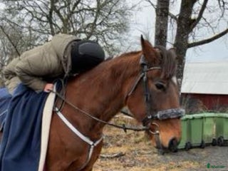 hästar 🌟Intressekoll-inriden travare🌟 i Åsbro - Annons 12