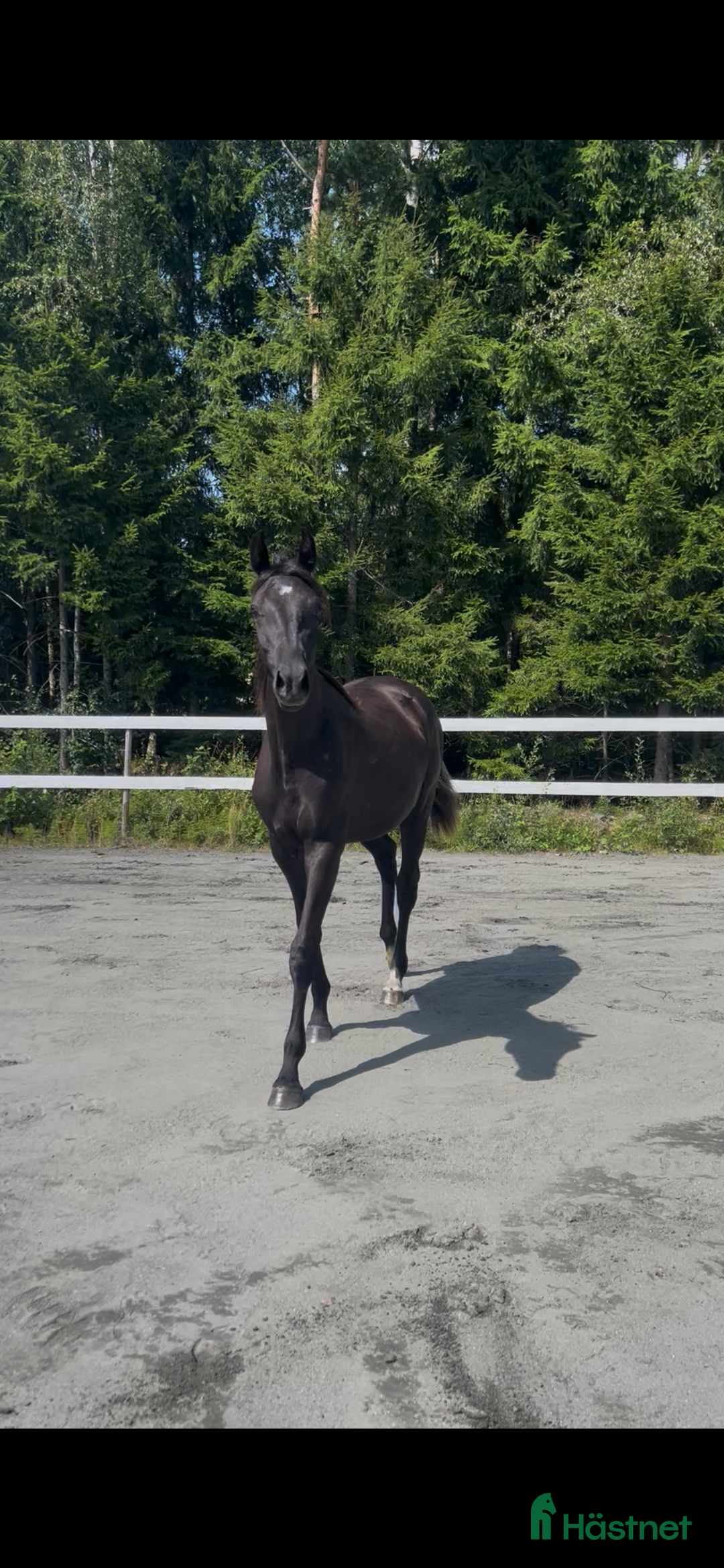 Dressyr hästar till salu: Söt 1-åring i Sätila - Annons 3