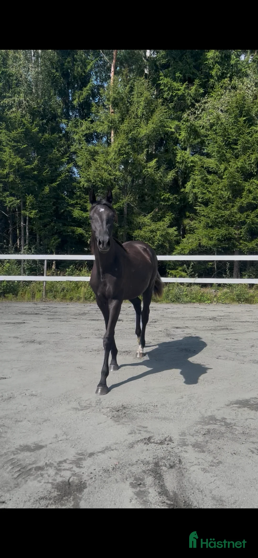 Dressyr hästar till salu: Söt 1-åring i Sätila - Annons 3