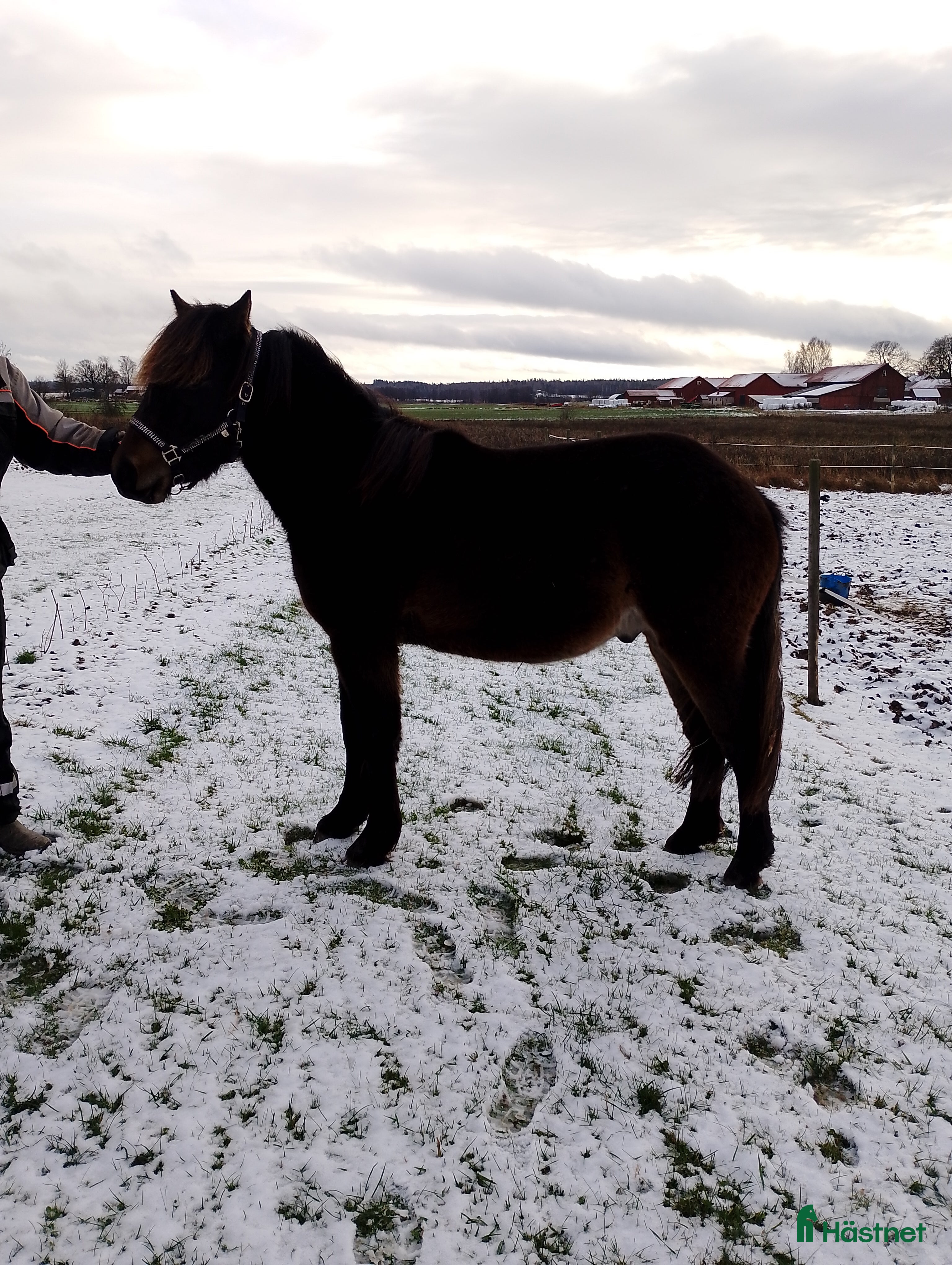  hästar Trevlig kallblodshingst  i Vingåker - Annons 13