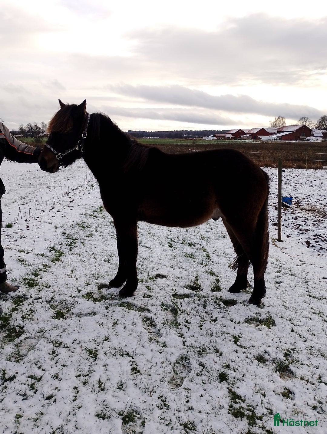 Övrigt hästar till salu: Trevlig kallblodshingst  i Vingåker - Annons 1