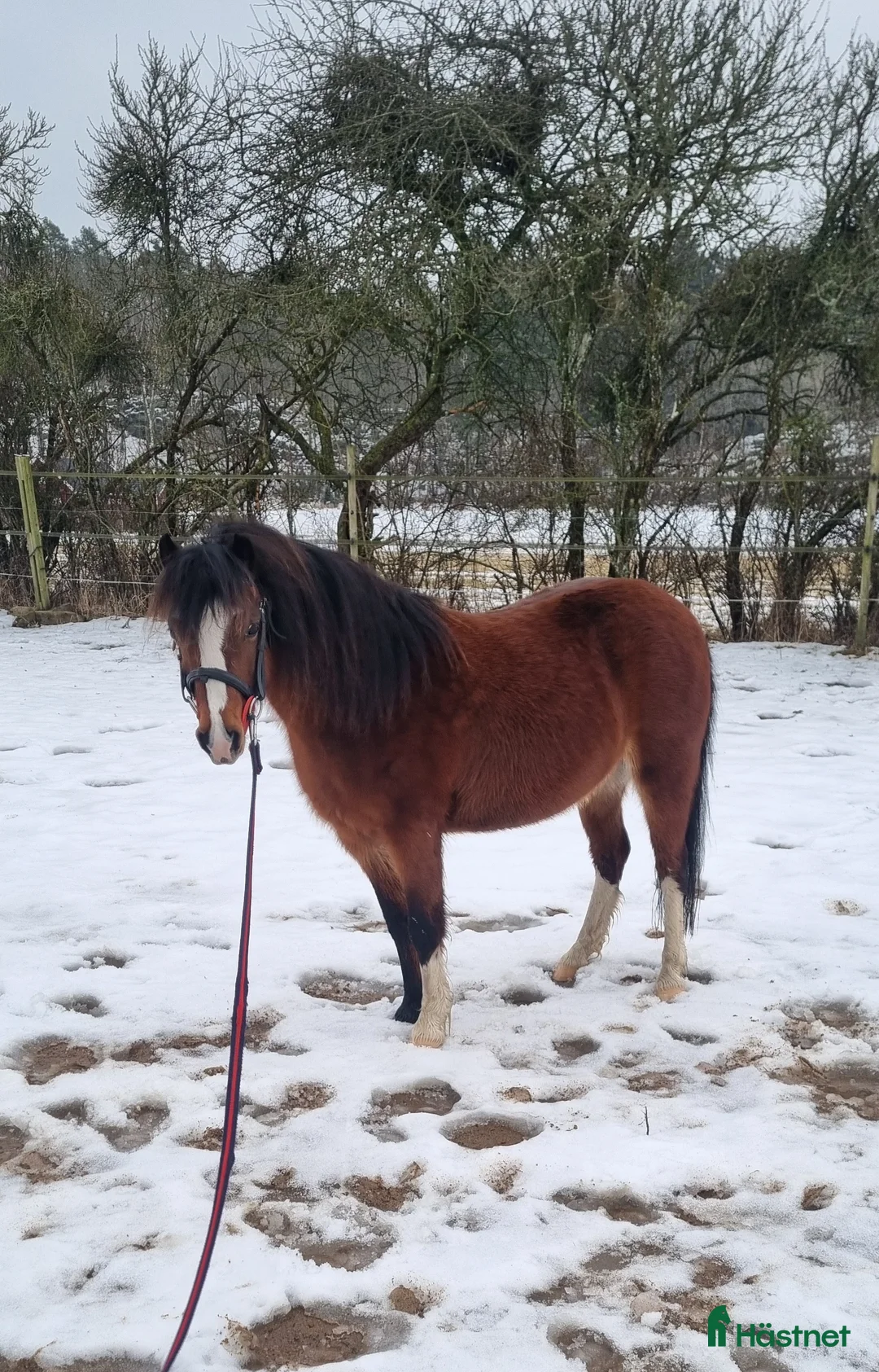 Allround hästar till salu: Welsh Mountain  - Annons 1
